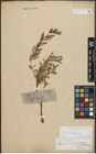 Foto von Salix repens subsp. incubacea (L.) A. Neumann